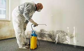 Mold Documentation for Insurance Claims in Colfax, WI